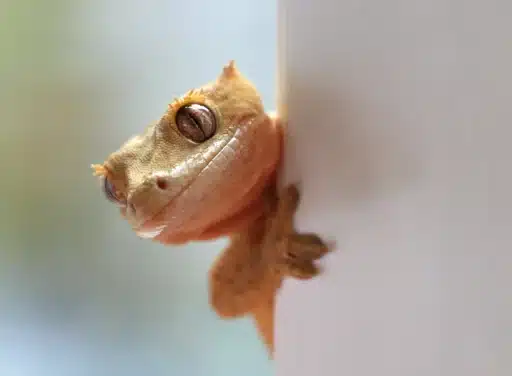 A orange-yellow gecko peeks around the corner because he's curious what's going on nearby