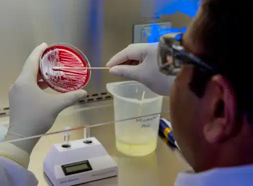 Enteric Diseases Laboratory Branch (EDLB) public health scientist prepares foodborne bacteria for a DNA fingerprinting test