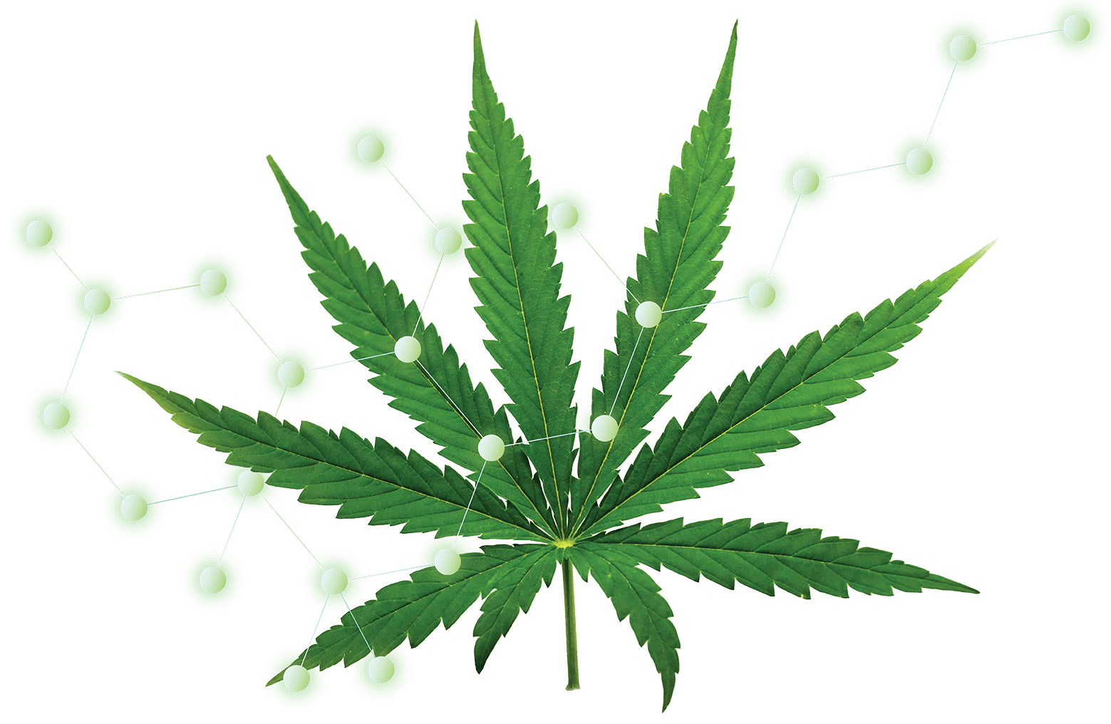 Marijuana leaf and molecule